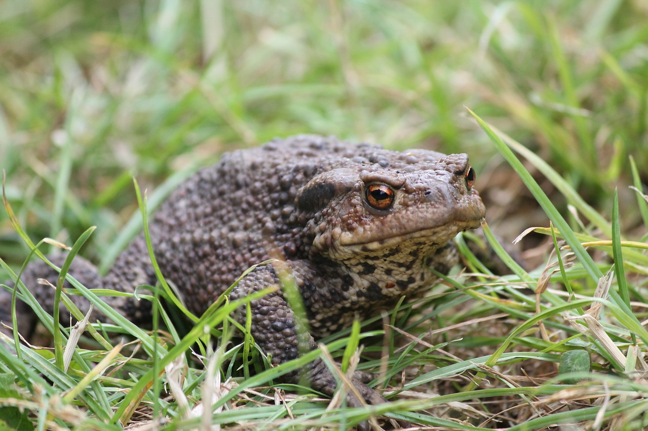 animals toad frog free photo