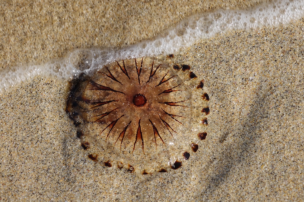 jellyfish animals beach free photo