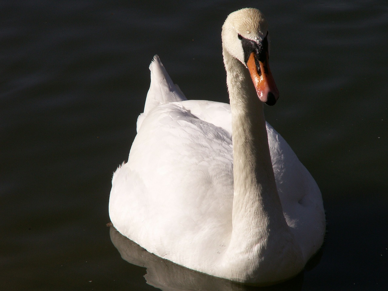 animals swan water free photo