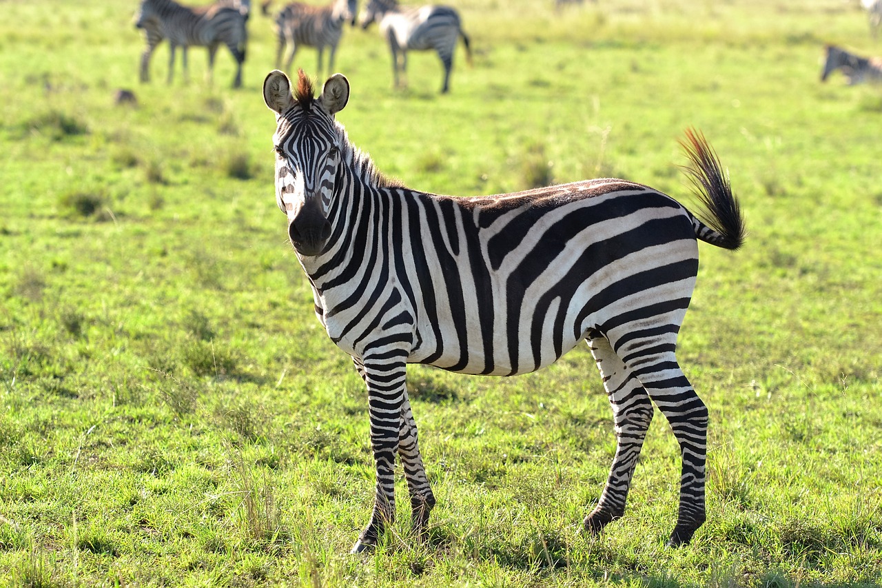 animals wild animal zebra free photo