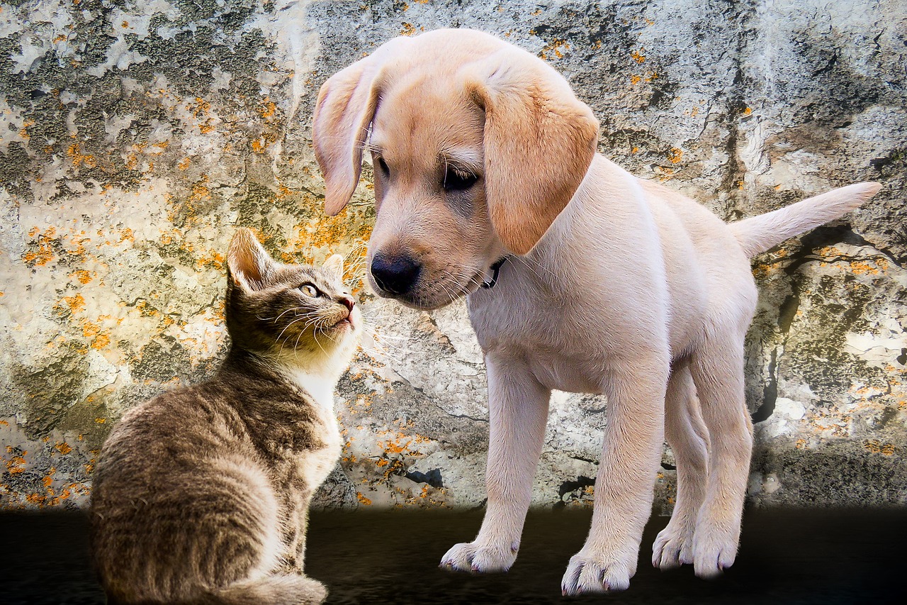 animals dog cat free photo