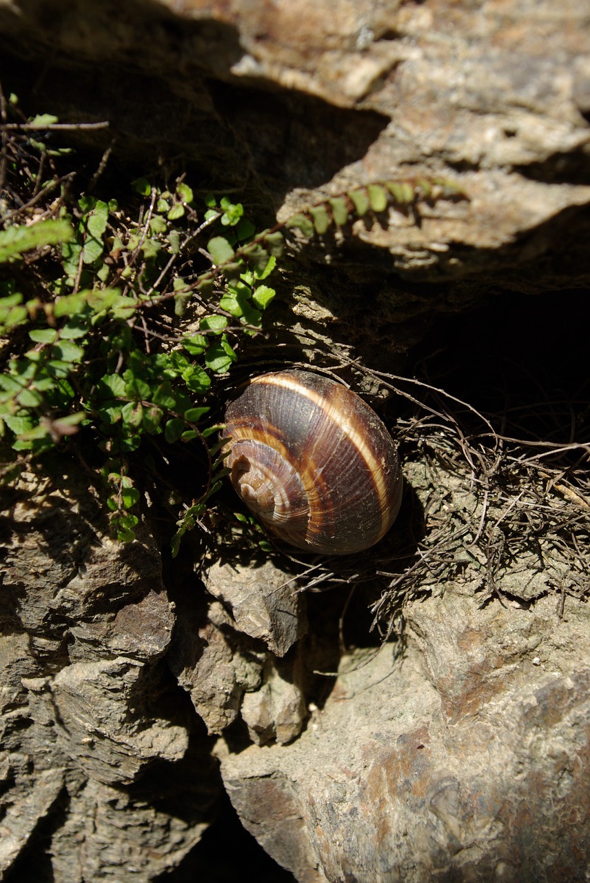 animals snail wall free photo