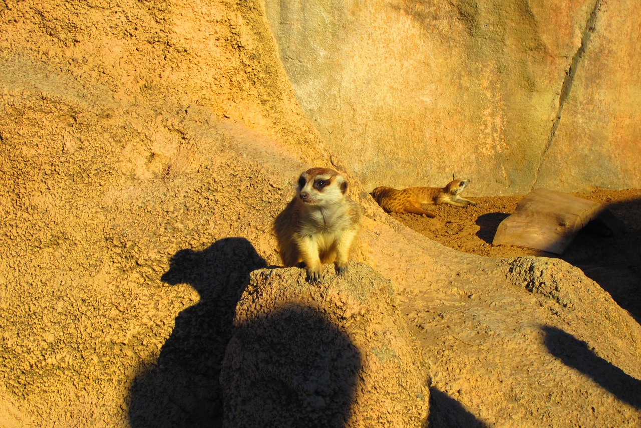 animals king leon meerkat free photo