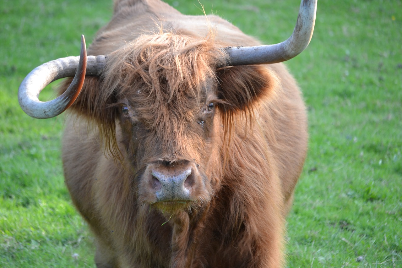 animals highland cattle highland beef free photo