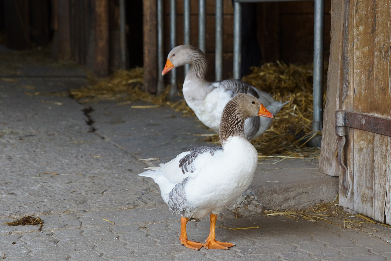 animals goose bird free photo