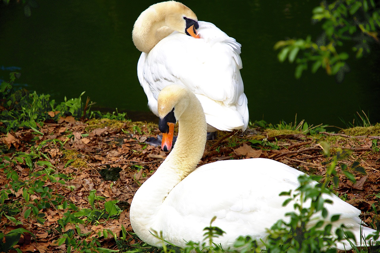 animals water swan free photo