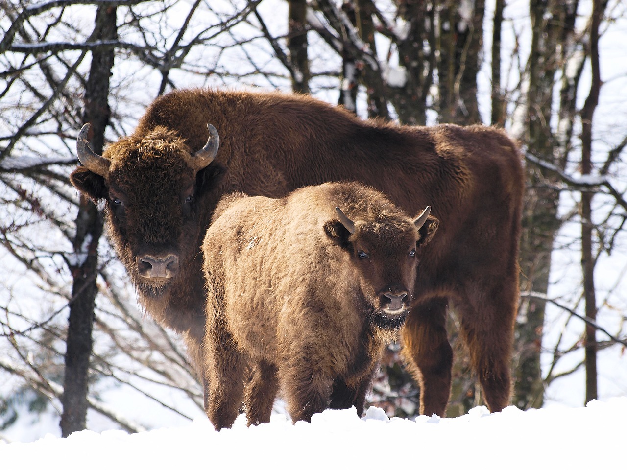 animals bison europe mammal free photo