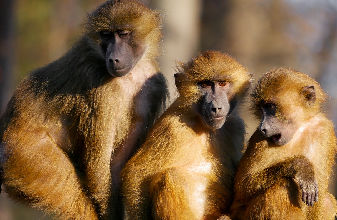 animals ape berber monkeys free photo