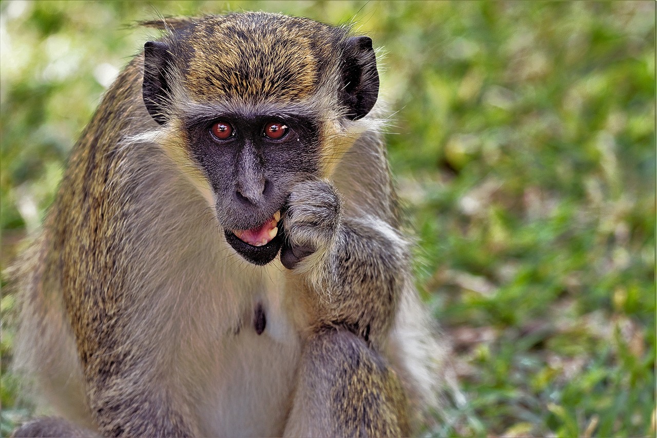 animals monkey africa free photo