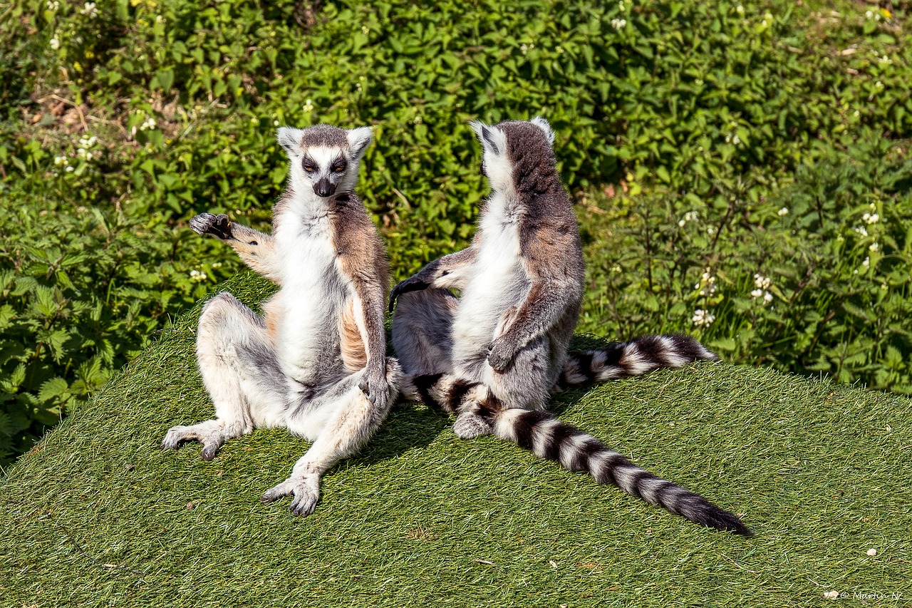 animals lemur wild park free photo