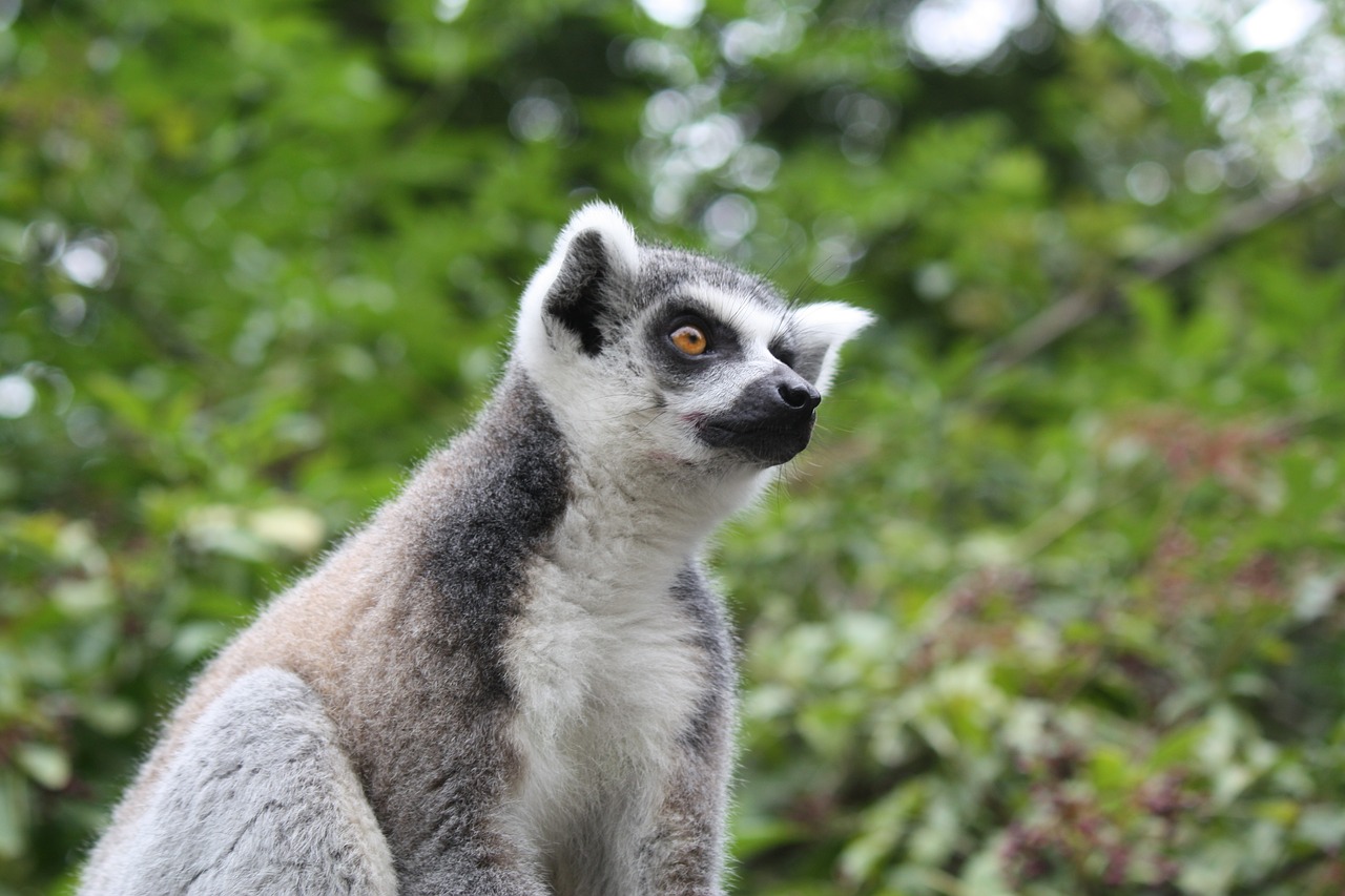 animals lemur nature free photo