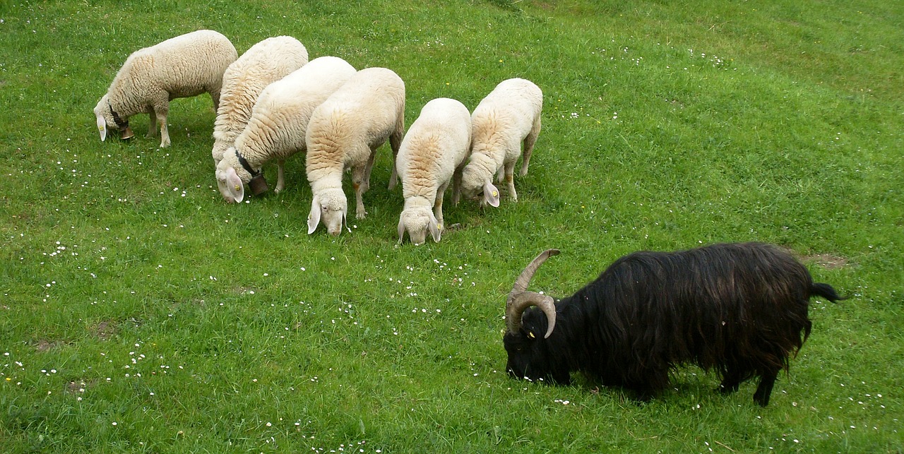 animals sheep wool free photo