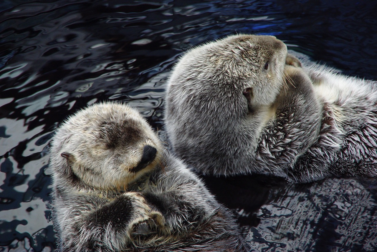 animals the monk seal aquarium free photo
