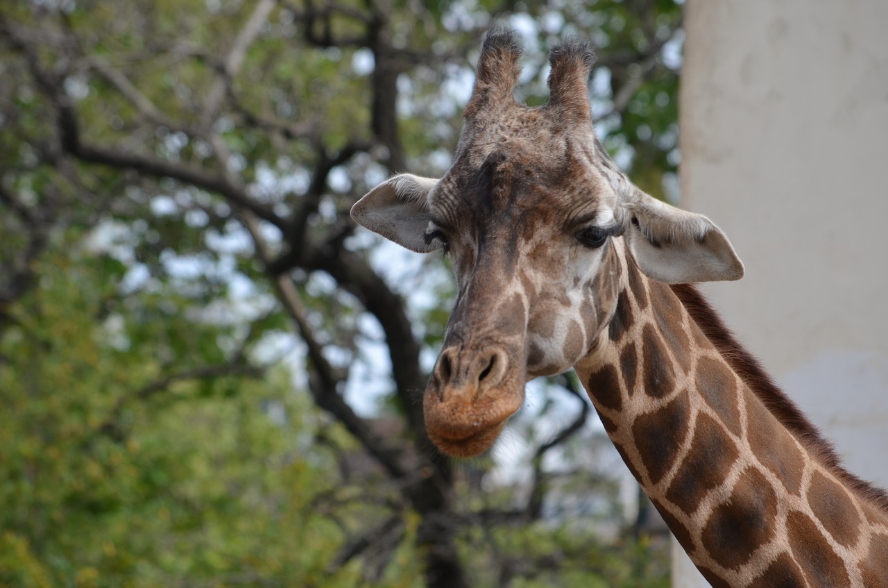 animals giraffe zoo free photo