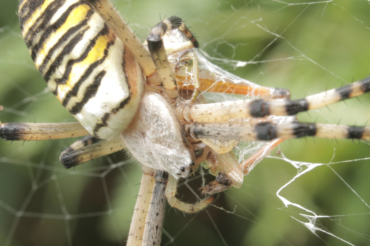 animals spider nature free photo