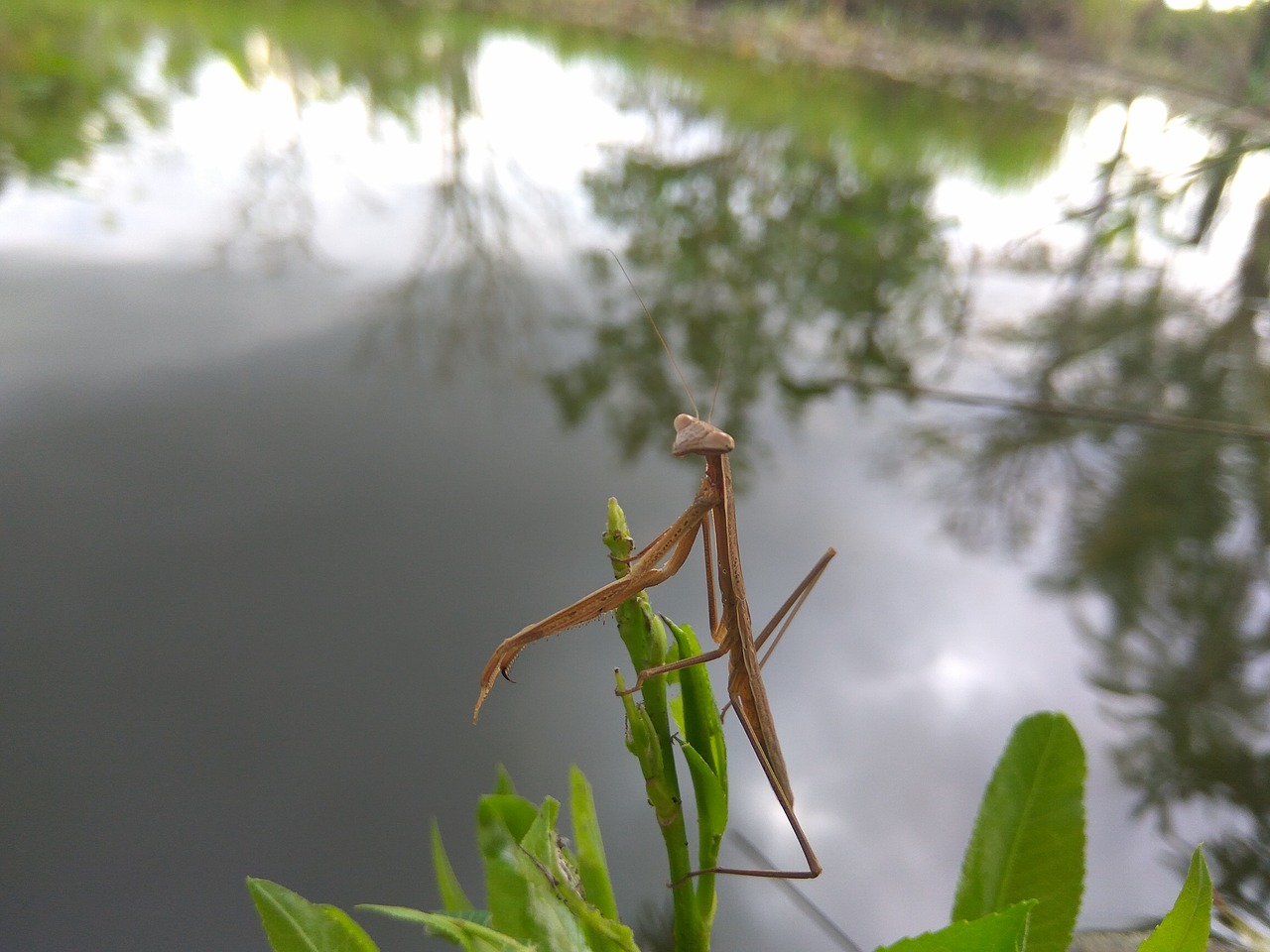 animals water plants free photo