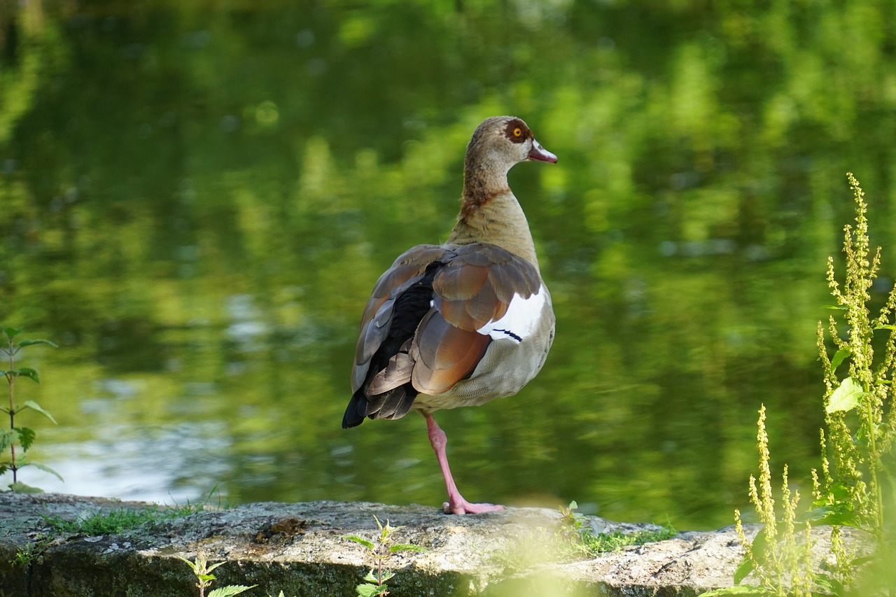 animals ducks water bird free photo