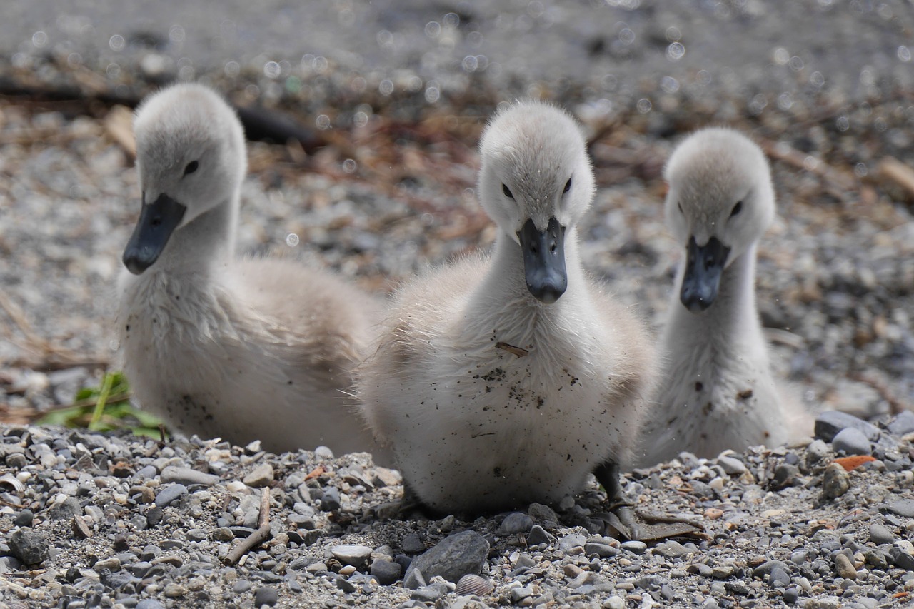 animals young swans fluffy free photo