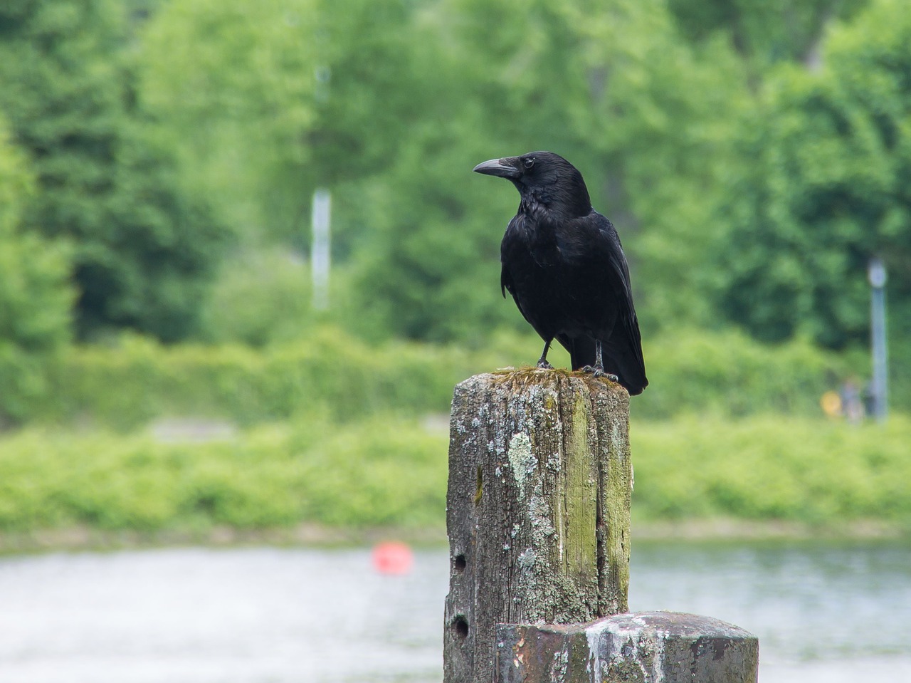 animals birds crow free photo