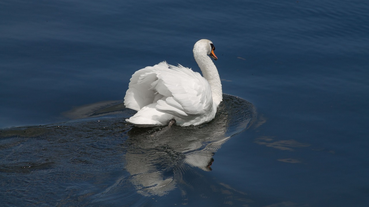 animals birds swan free photo