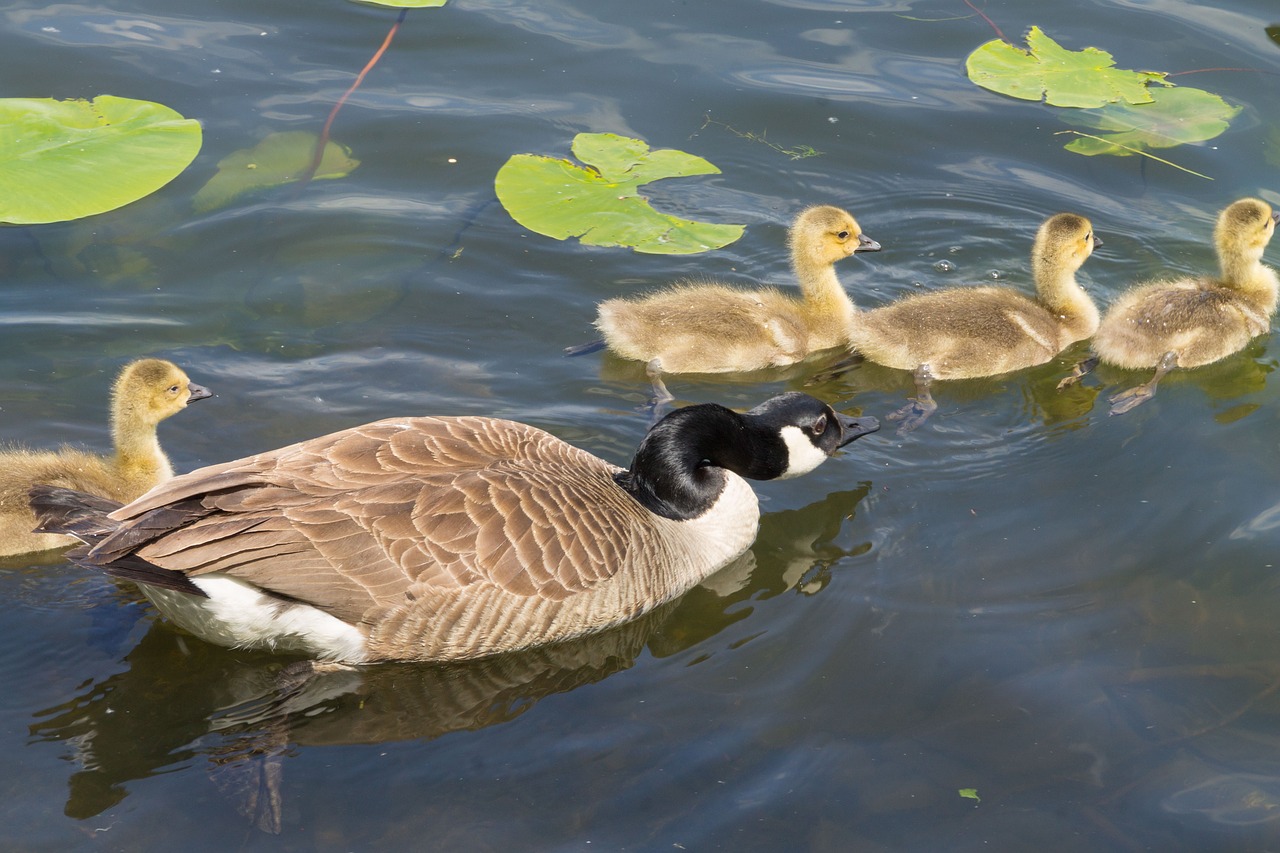 animals birds goose with chicks free photo