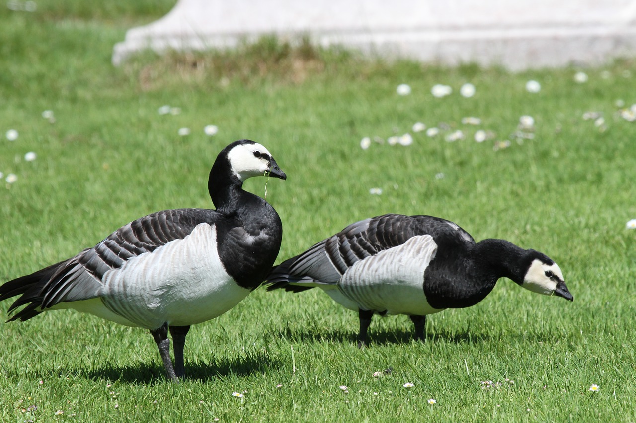 animals geese poultry free photo