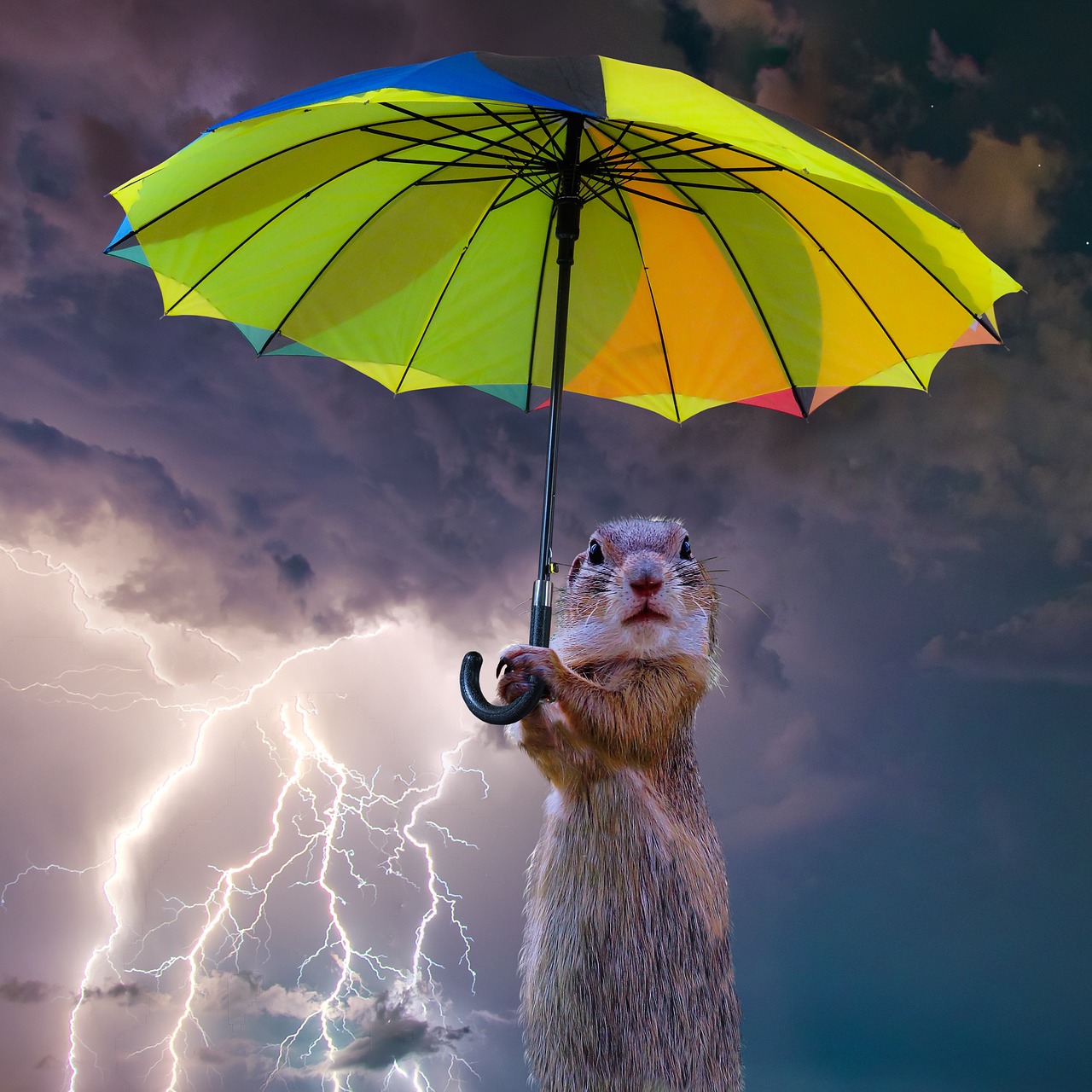 animals umbrella composing free photo