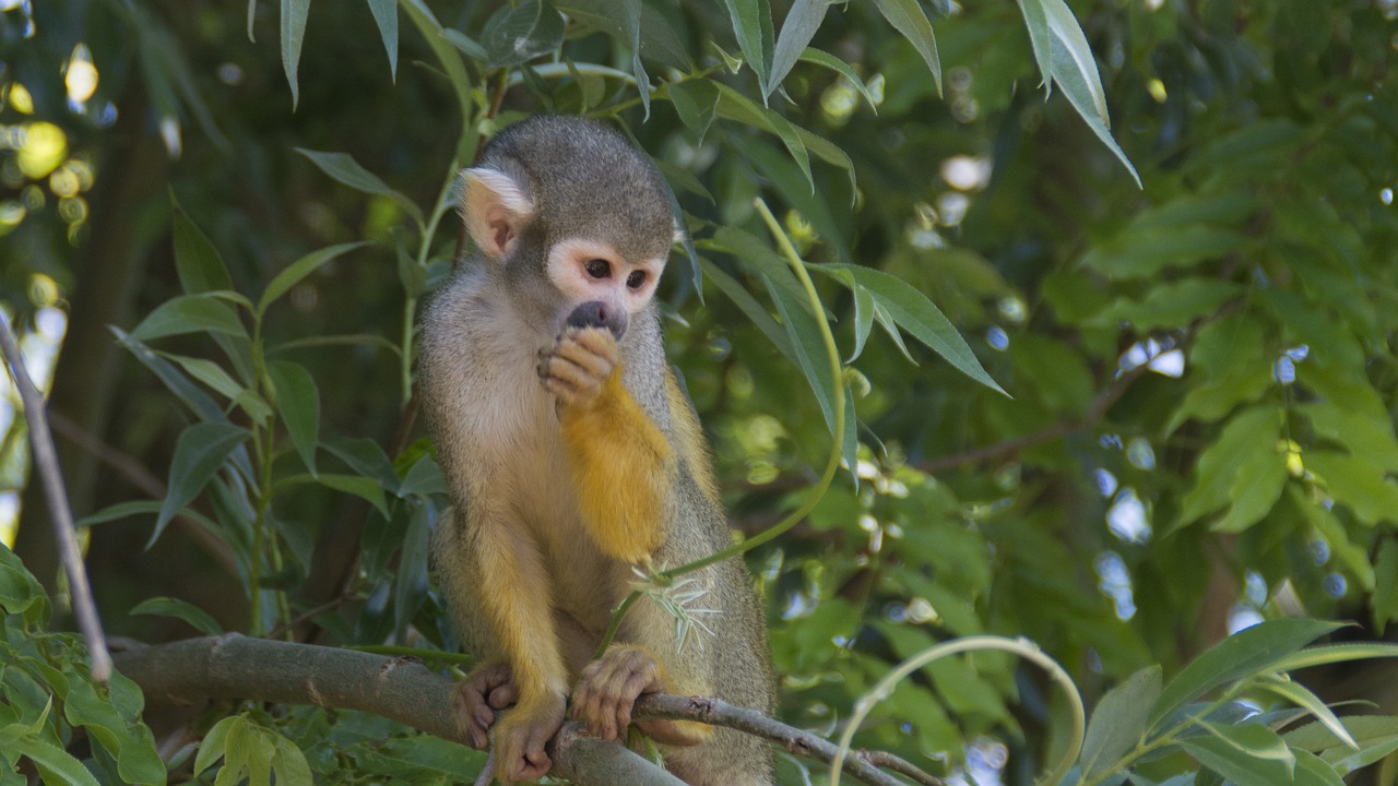 animals monkey zoo free photo