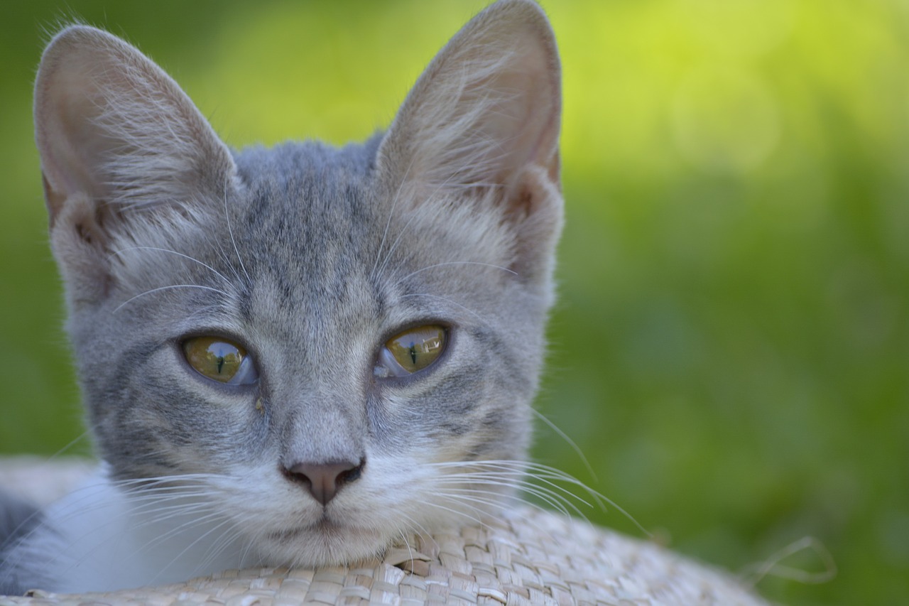 animals cat attentive free photo