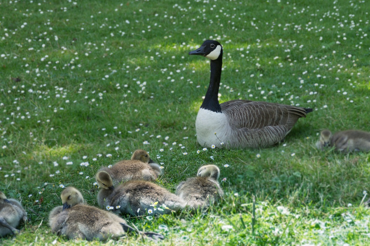 animals birds waterfowl free photo