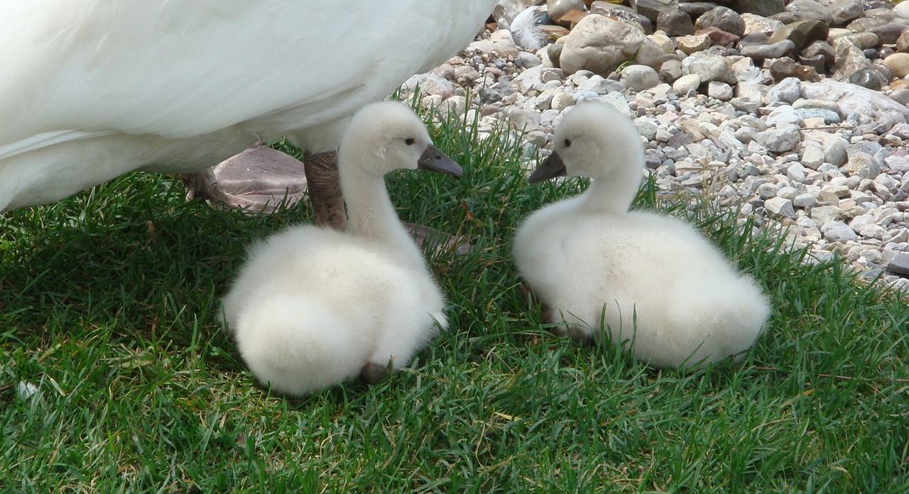 animals swan small free photo