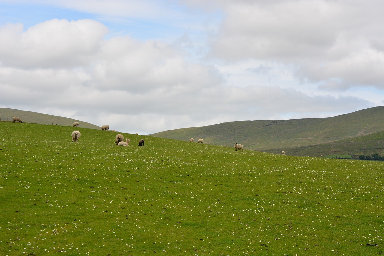 animals nature ireland sheep sheep sheep free photo