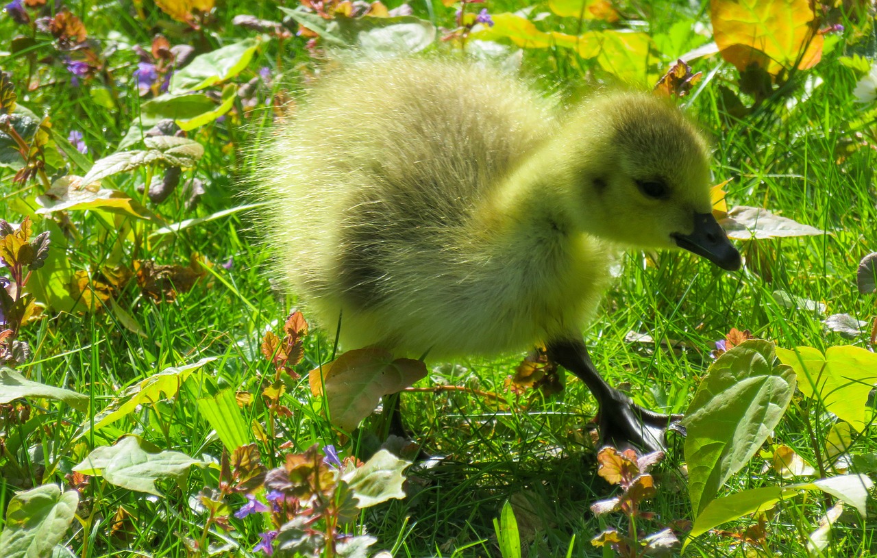 animals chicks goose free photo