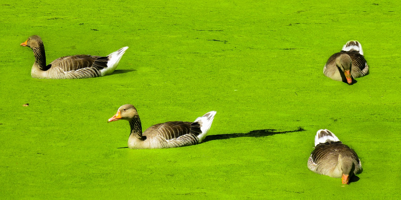 animals ducks water bird free photo