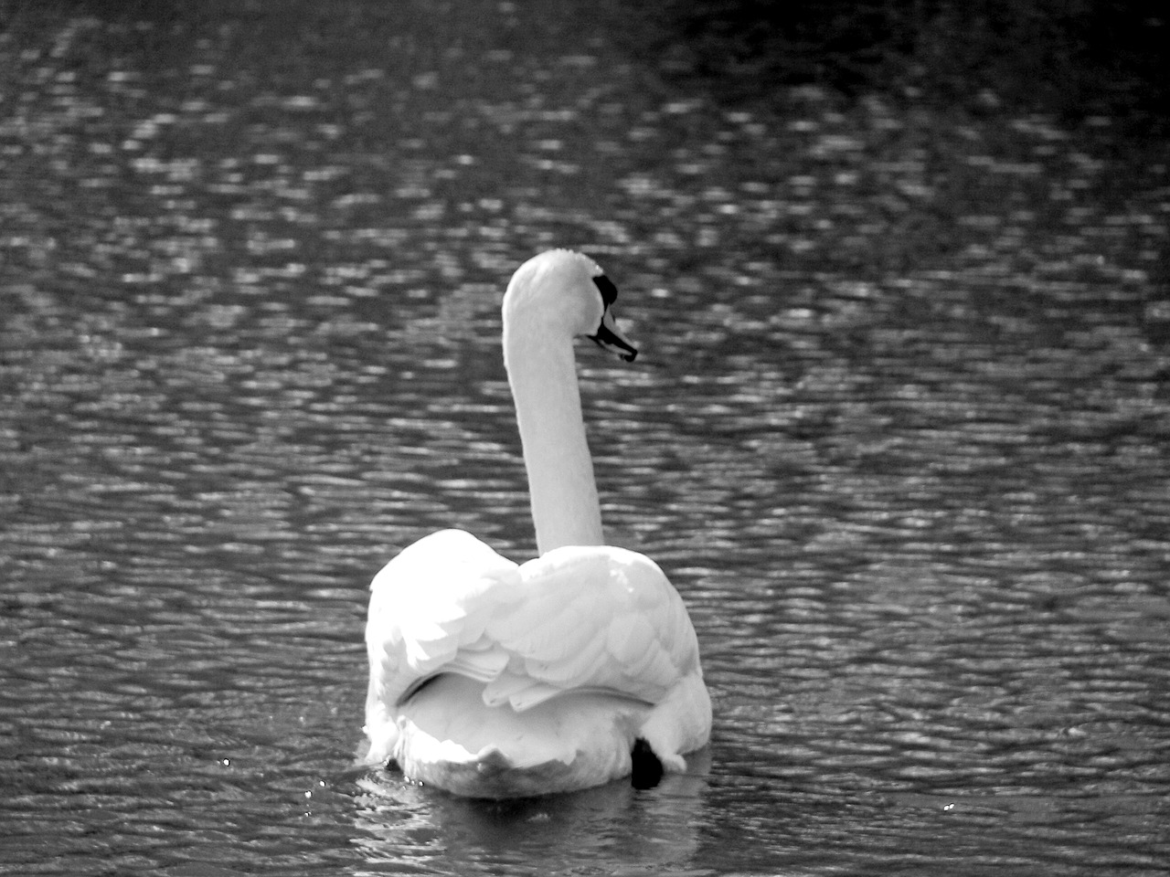 animals birds swan free photo