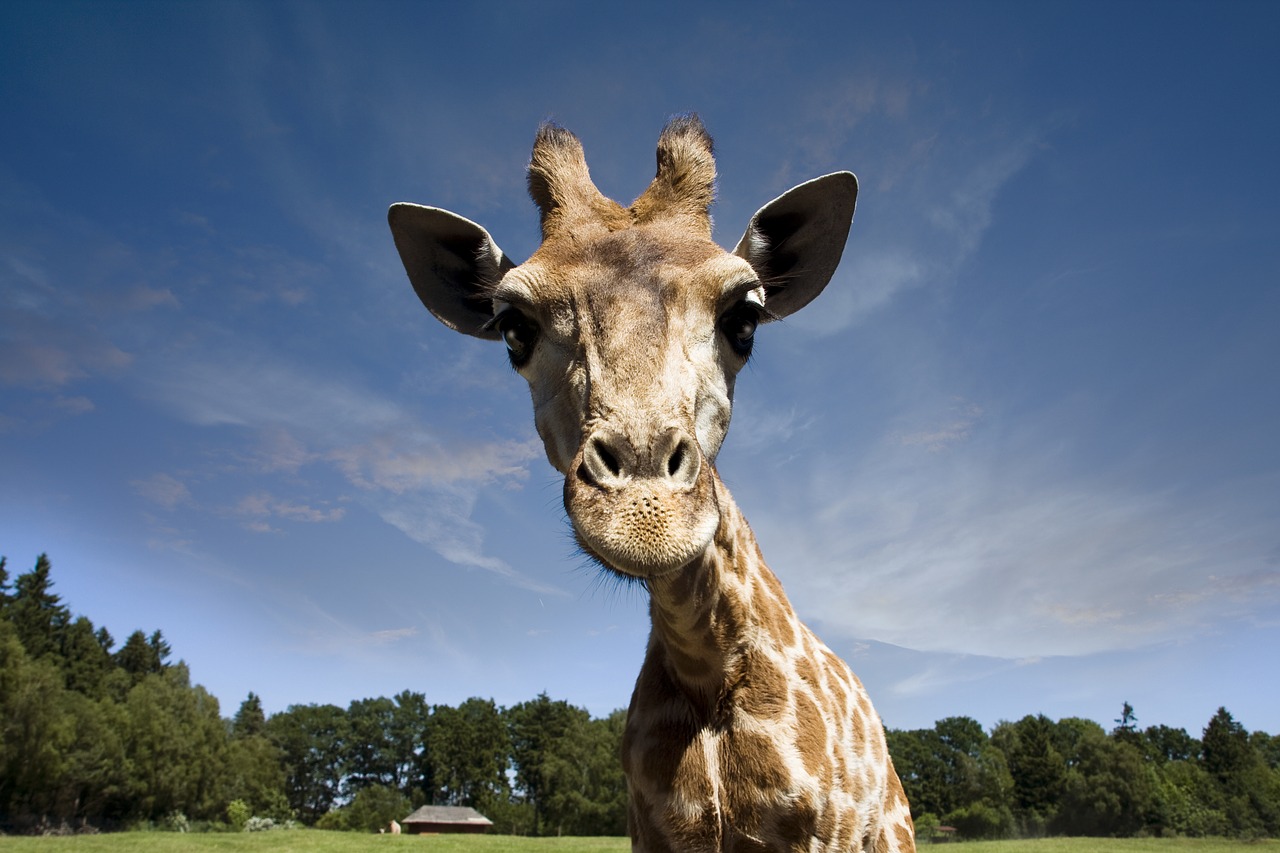 animals giraffe wilderness free photo