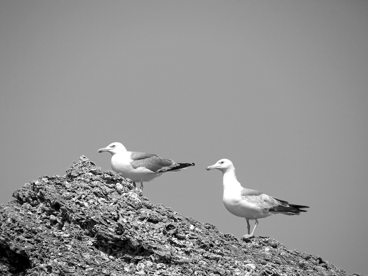 animals birds gulls free photo