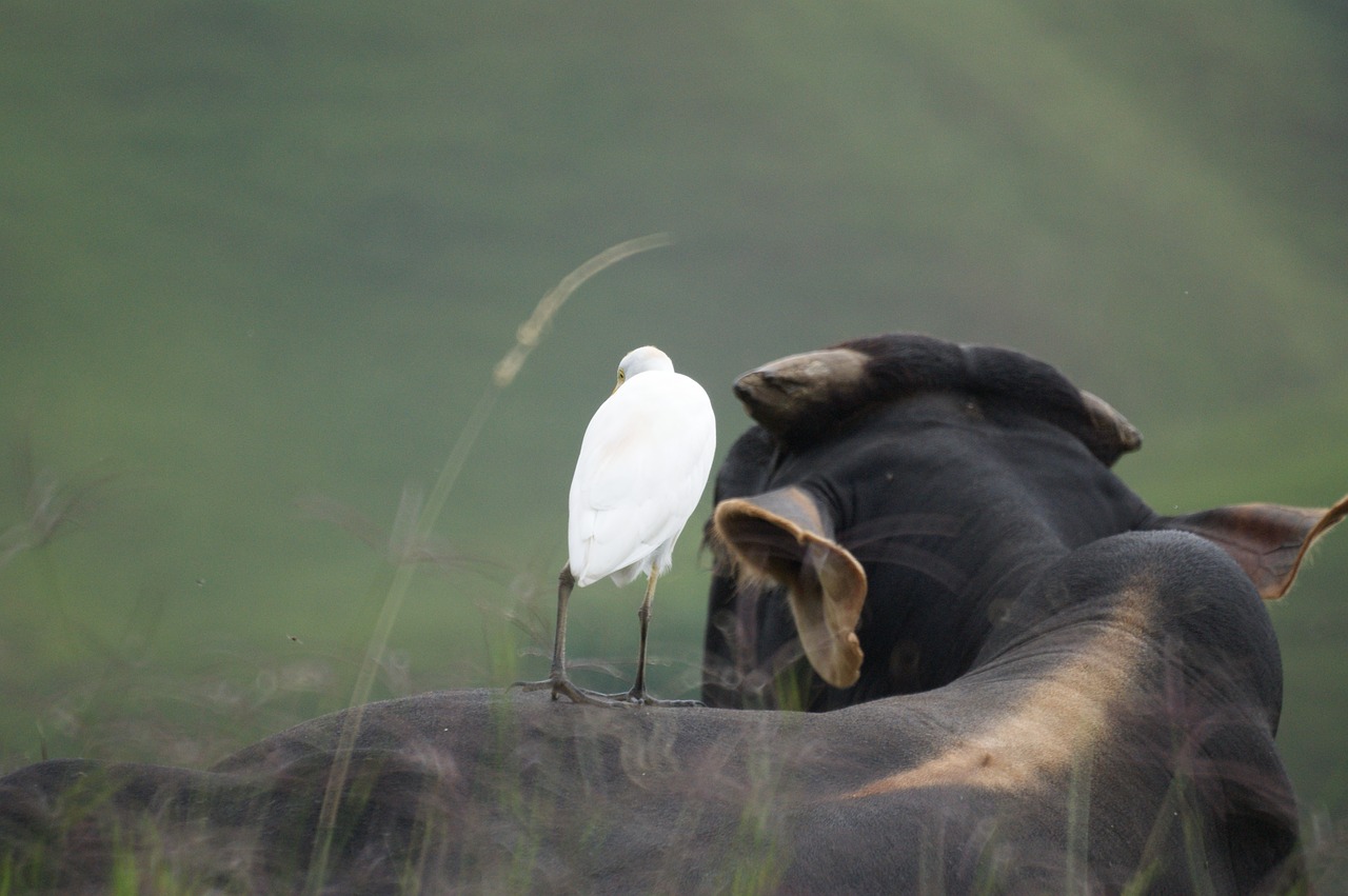 animals the field free photo