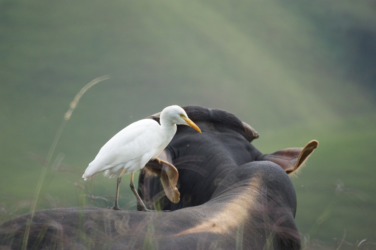 animals the field free photo