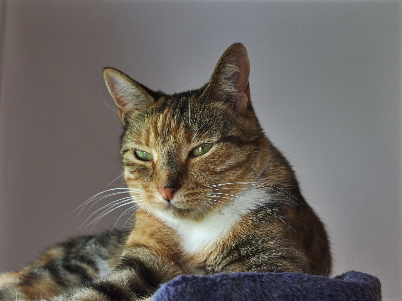 animals cat tabby female free photo