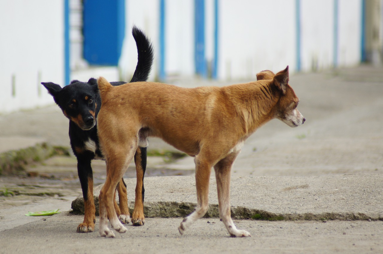 animals of the field free photo