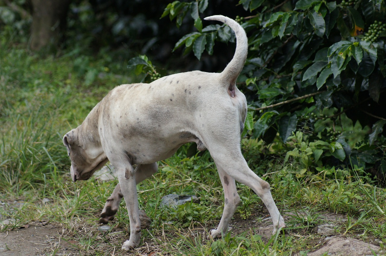 animals of the field free photo