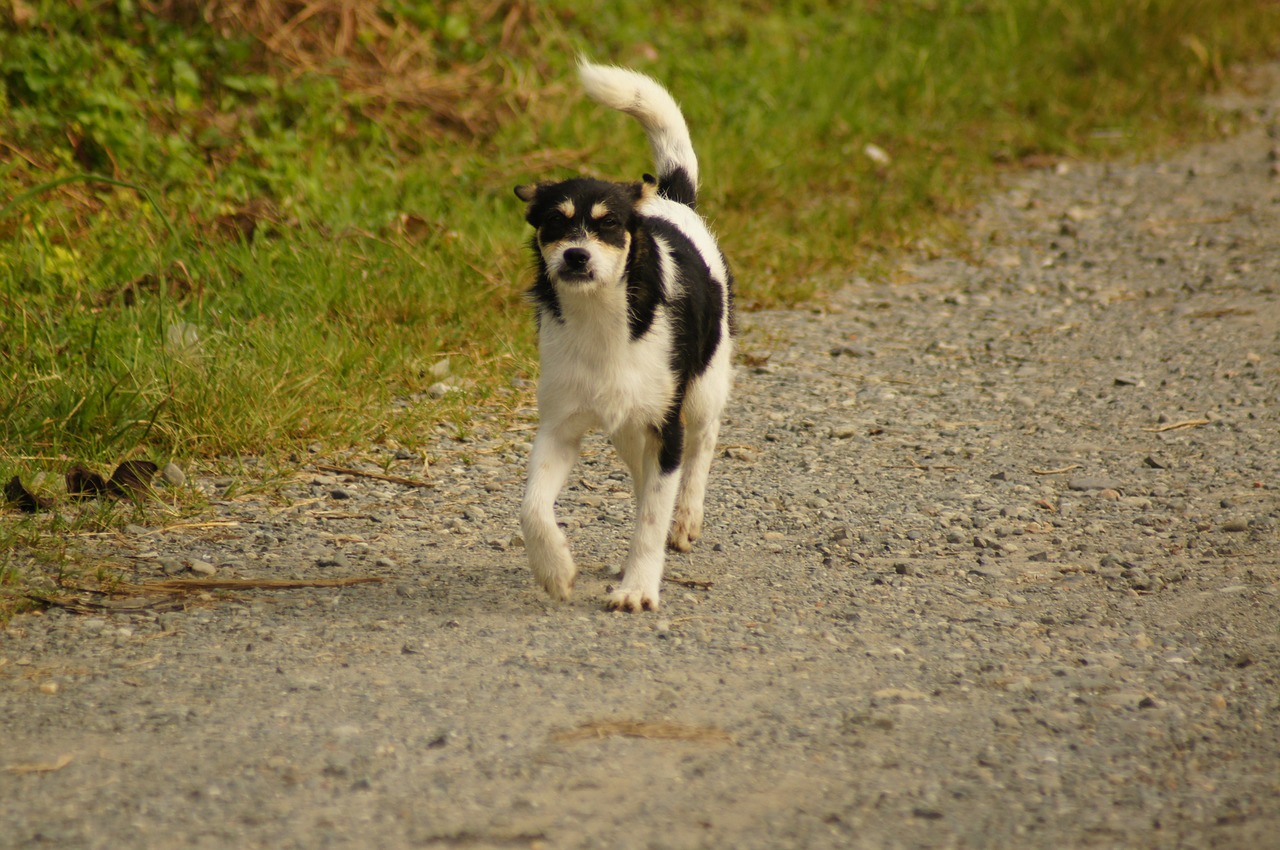 animals of the field free photo