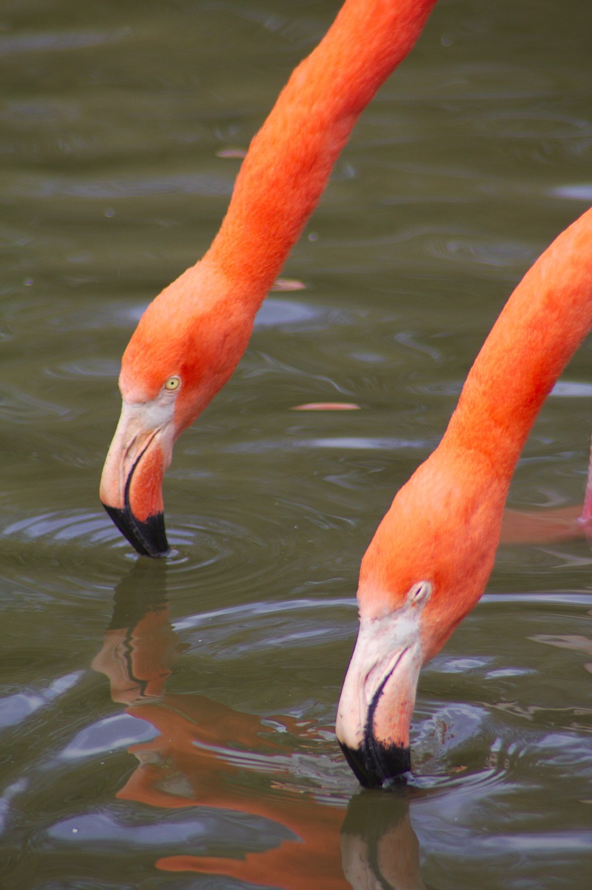 animals flamingo zoo free photo