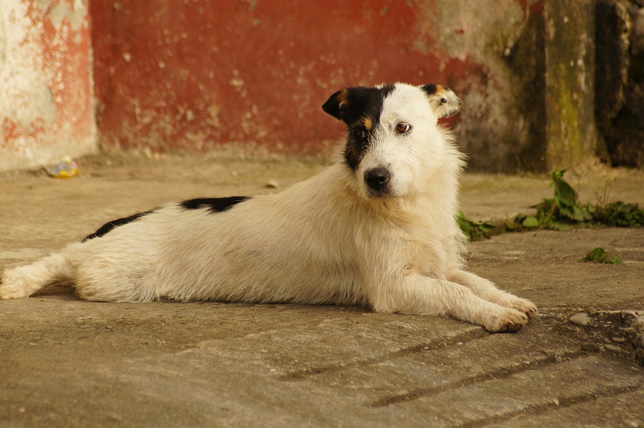 animals of the field free photo