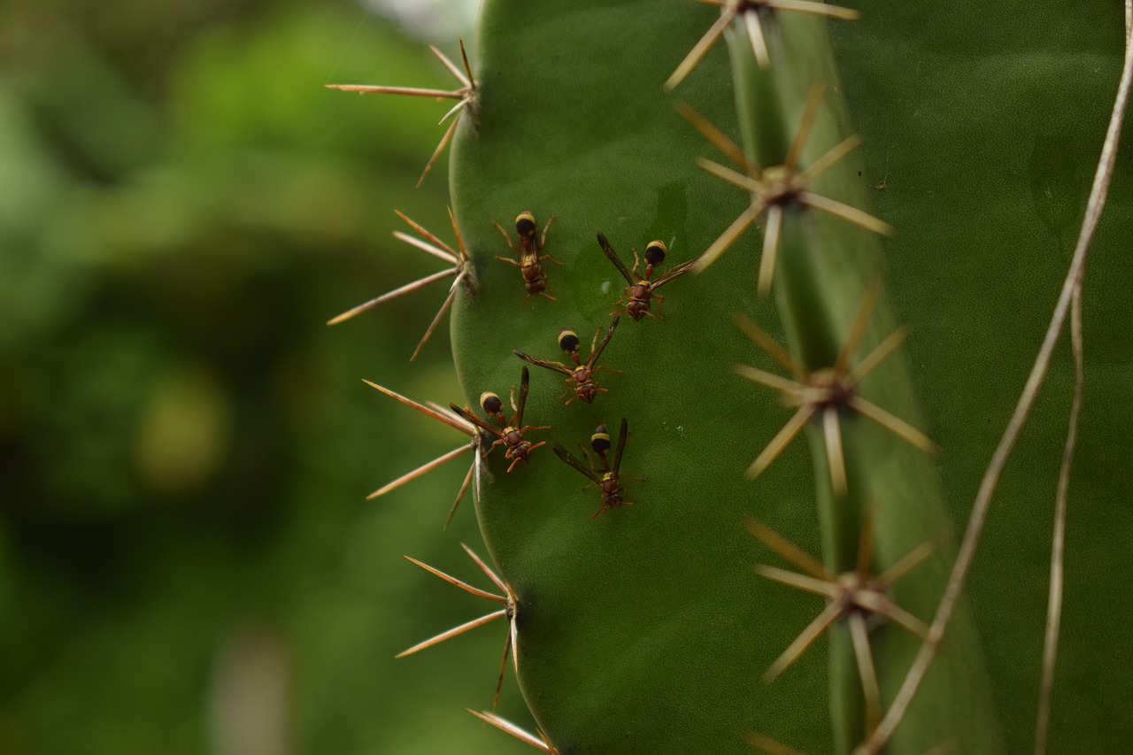 animals ants nature free photo