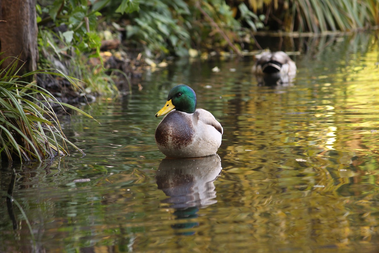 animals bird duck free photo