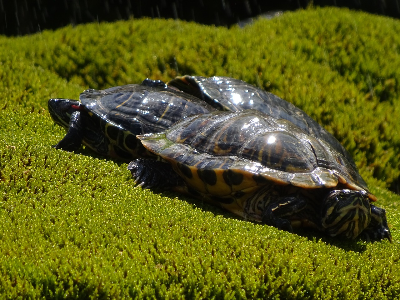 animals turtle green free photo