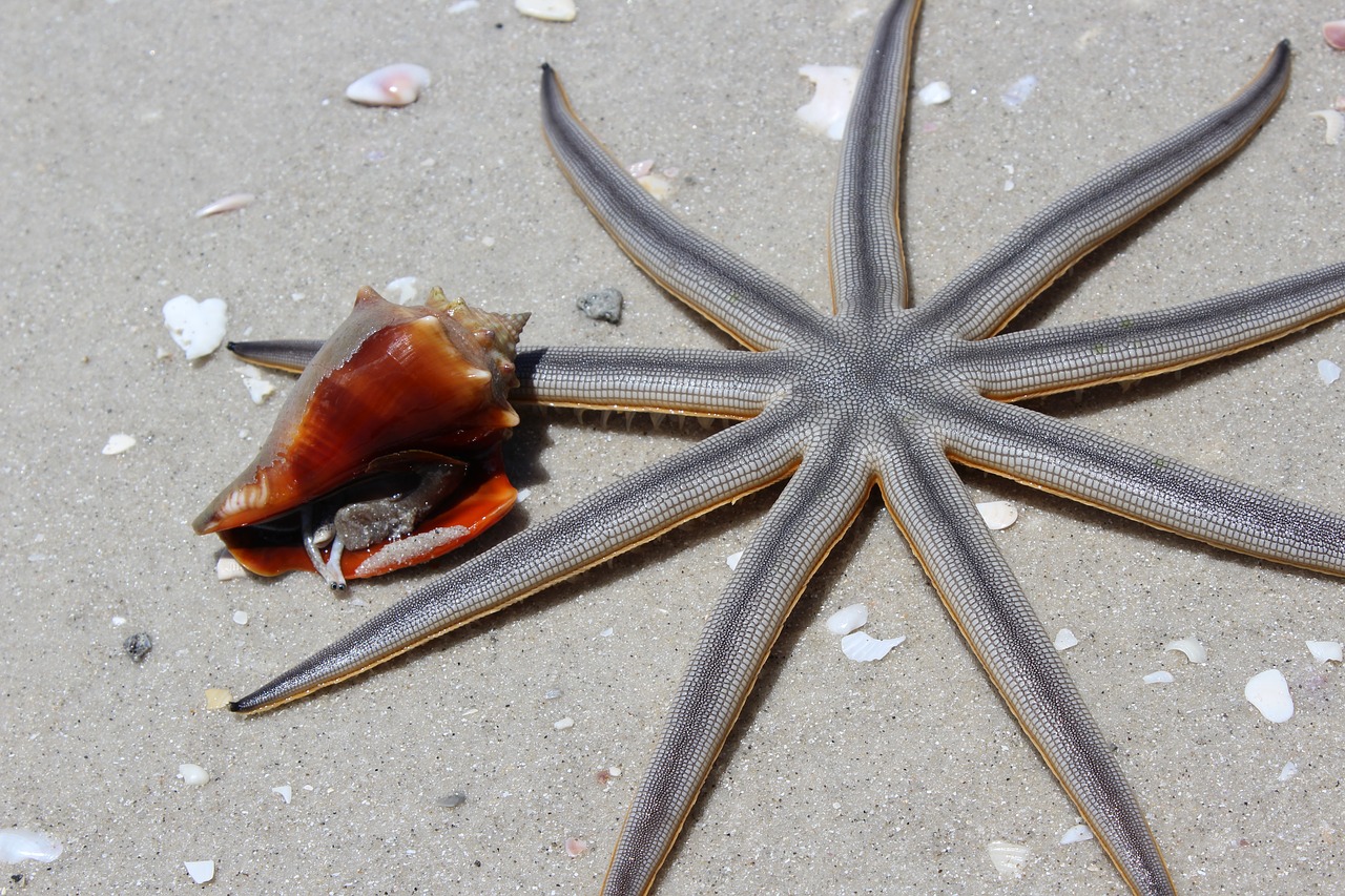 animals beach starfish free photo