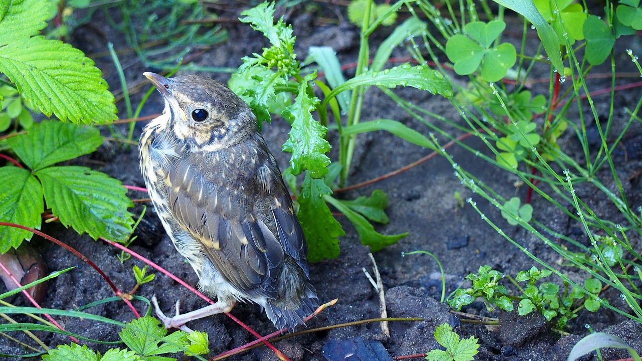 animals bird nature free photo